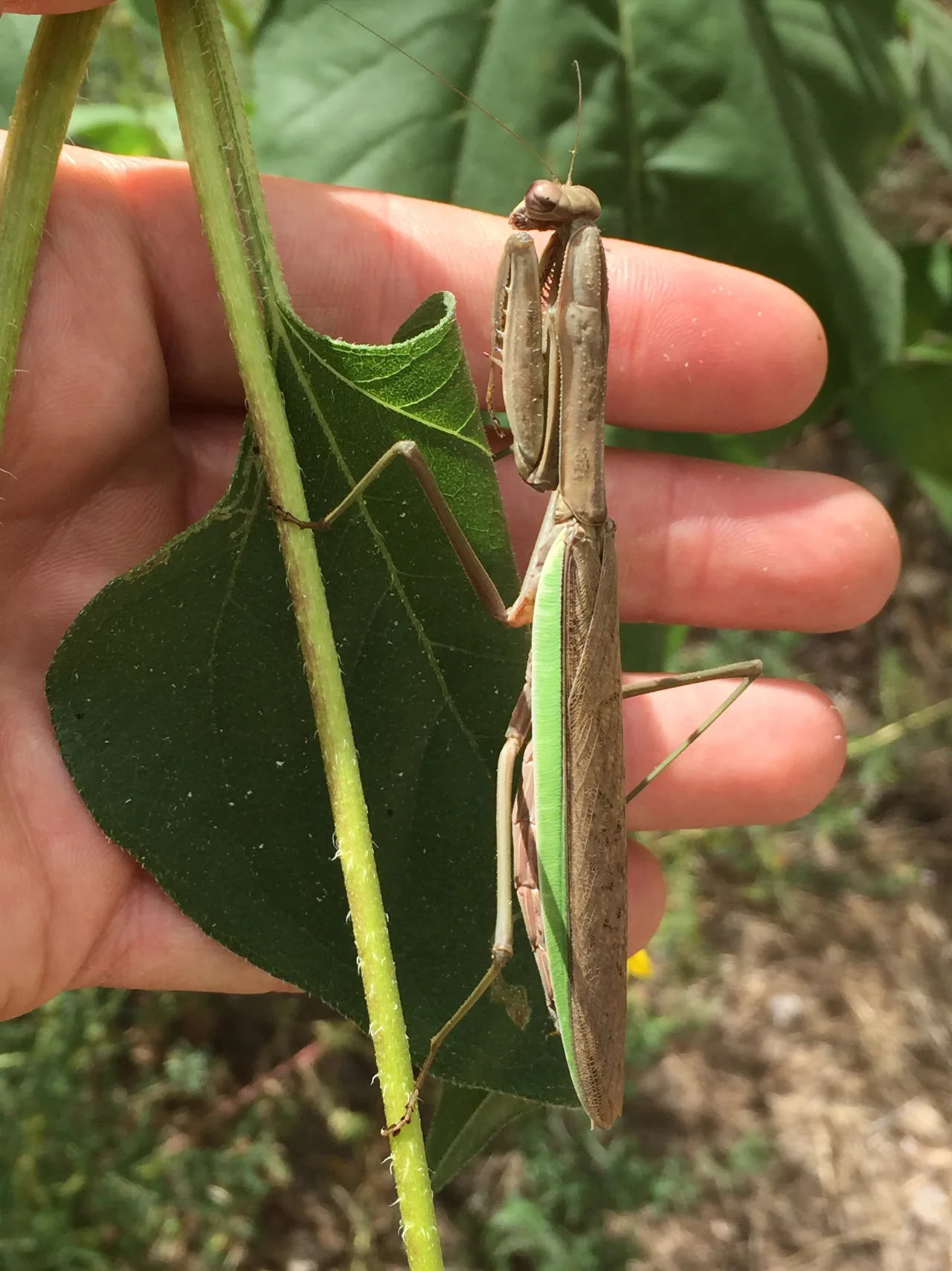 Chinese mantis on a plant beside a hand
