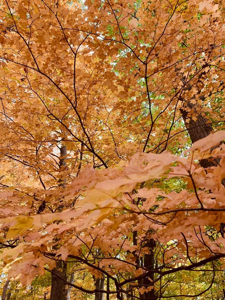 Autumn path in Lions Valley Park, photographed in 2020